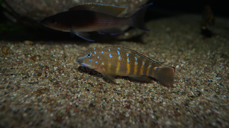 Tanganicodus cf. irsacae 'Tembwe (Deux)'